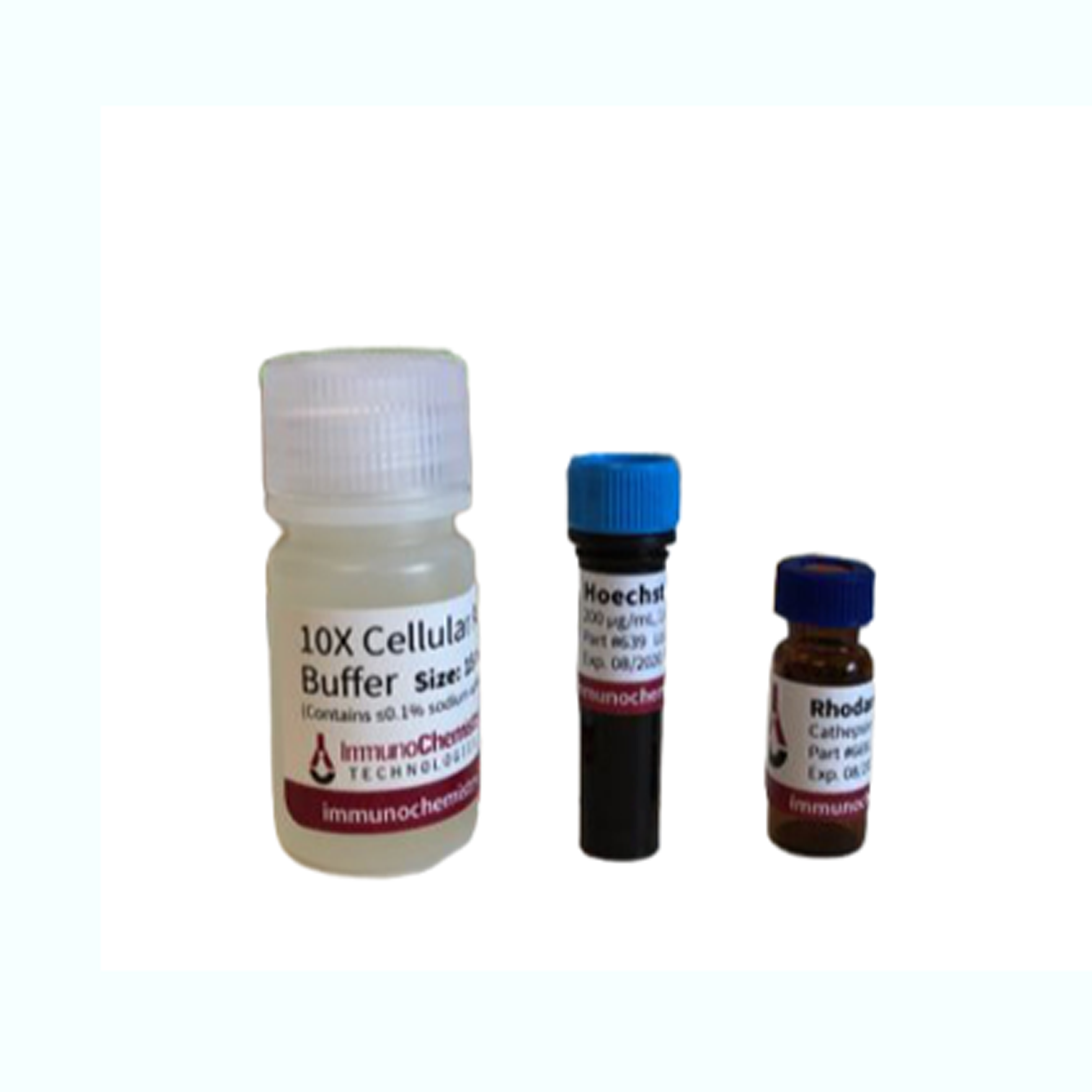 绿色组织蛋白酶B测定法 Green Cathepsin B Assay